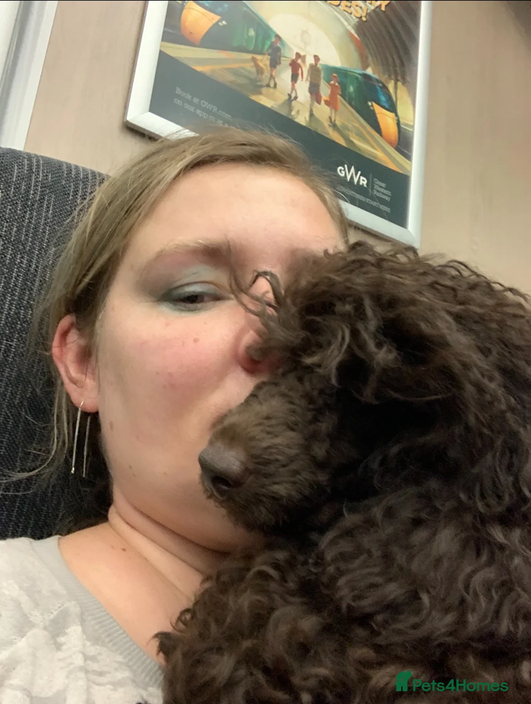 Cavapoo dogs for sale: 🐩 Stunning Chocolate mini KC Poodle – Lorde– 🐩 - Advert 10