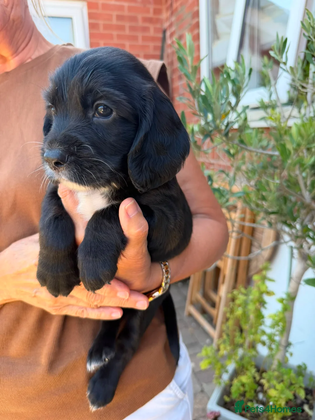 Sprocker dogs for sale: Sprocker spaniel  - Advert 1