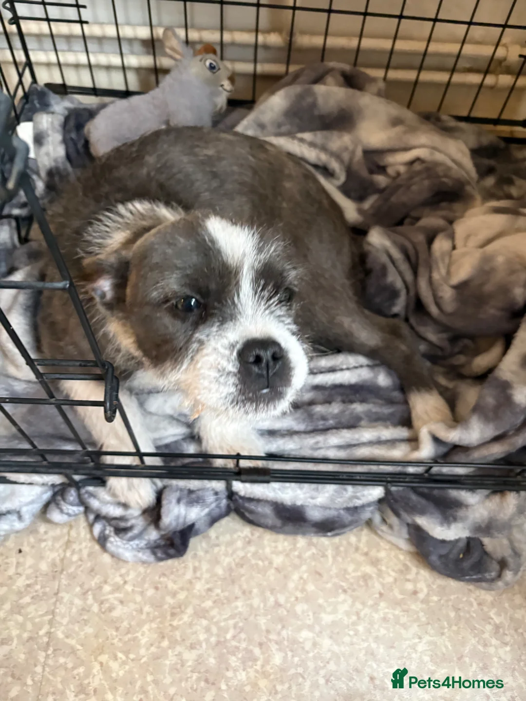 Mixed Breed dogs for sale: 14 week old female puppy in Mansfield - Advert 7