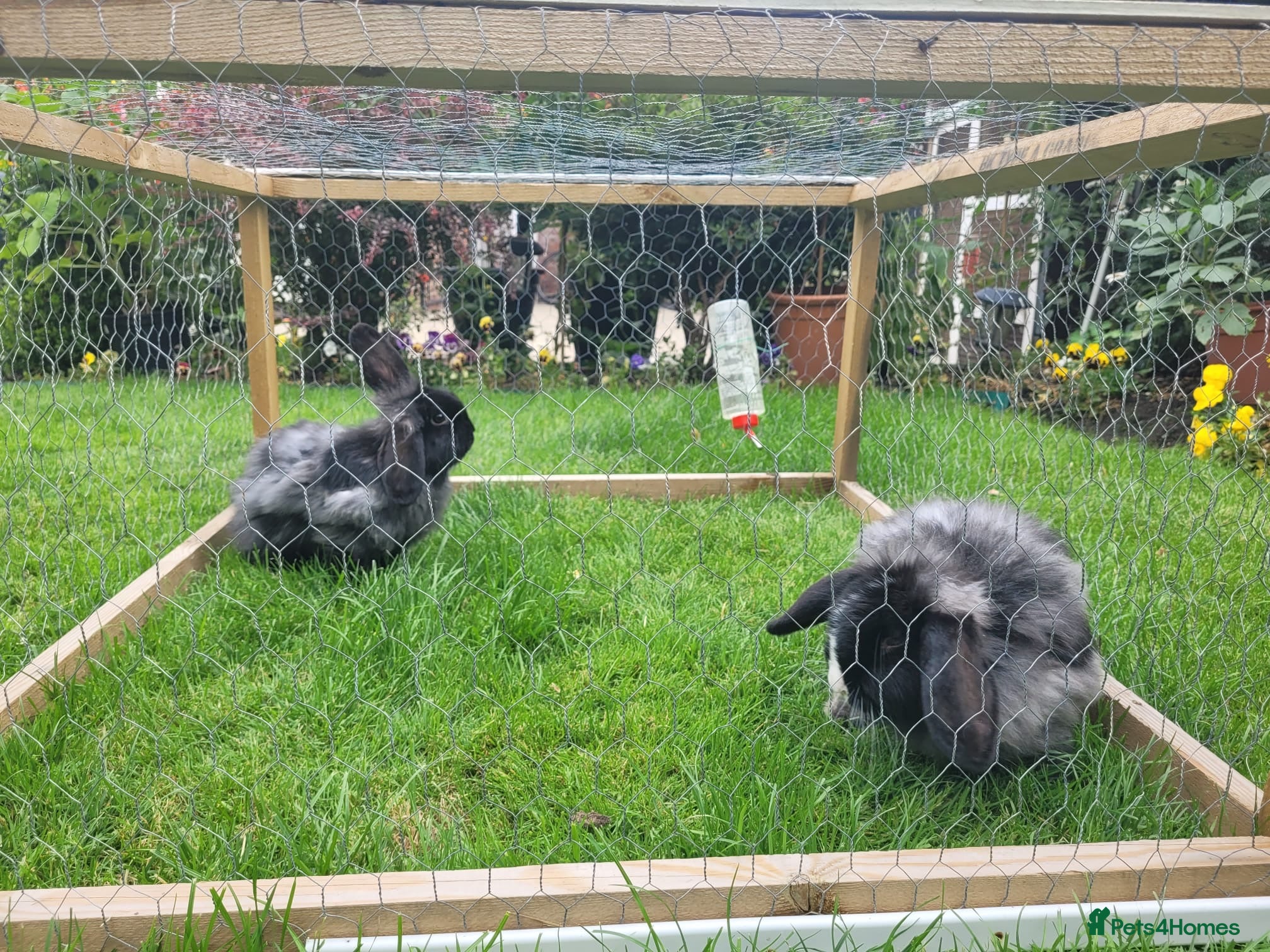 Mixed Breed rabbits Two Female Rabbits - Advert 1