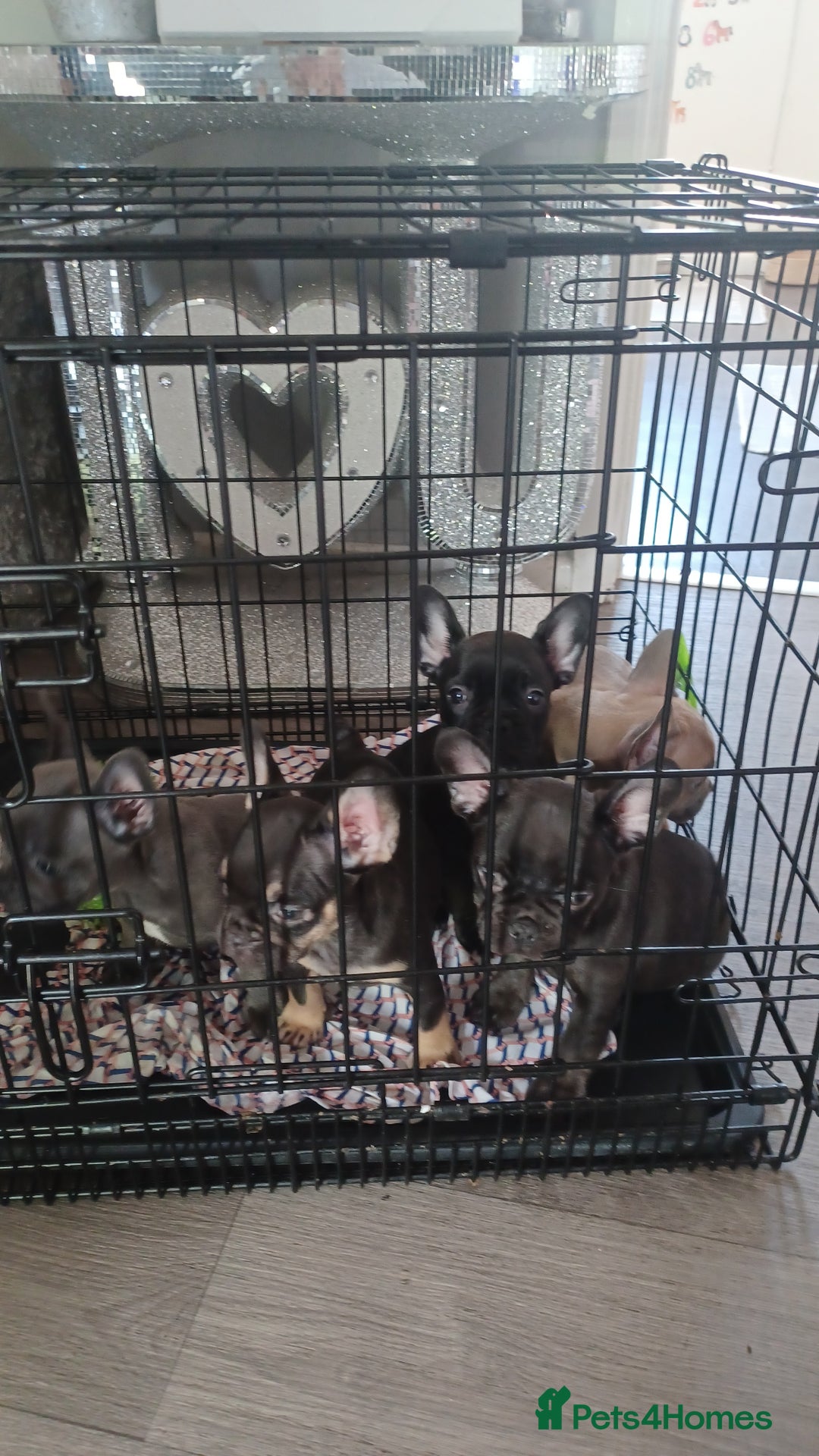 French Bulldog dogs for sale: French bulldog puppys  - Image 15