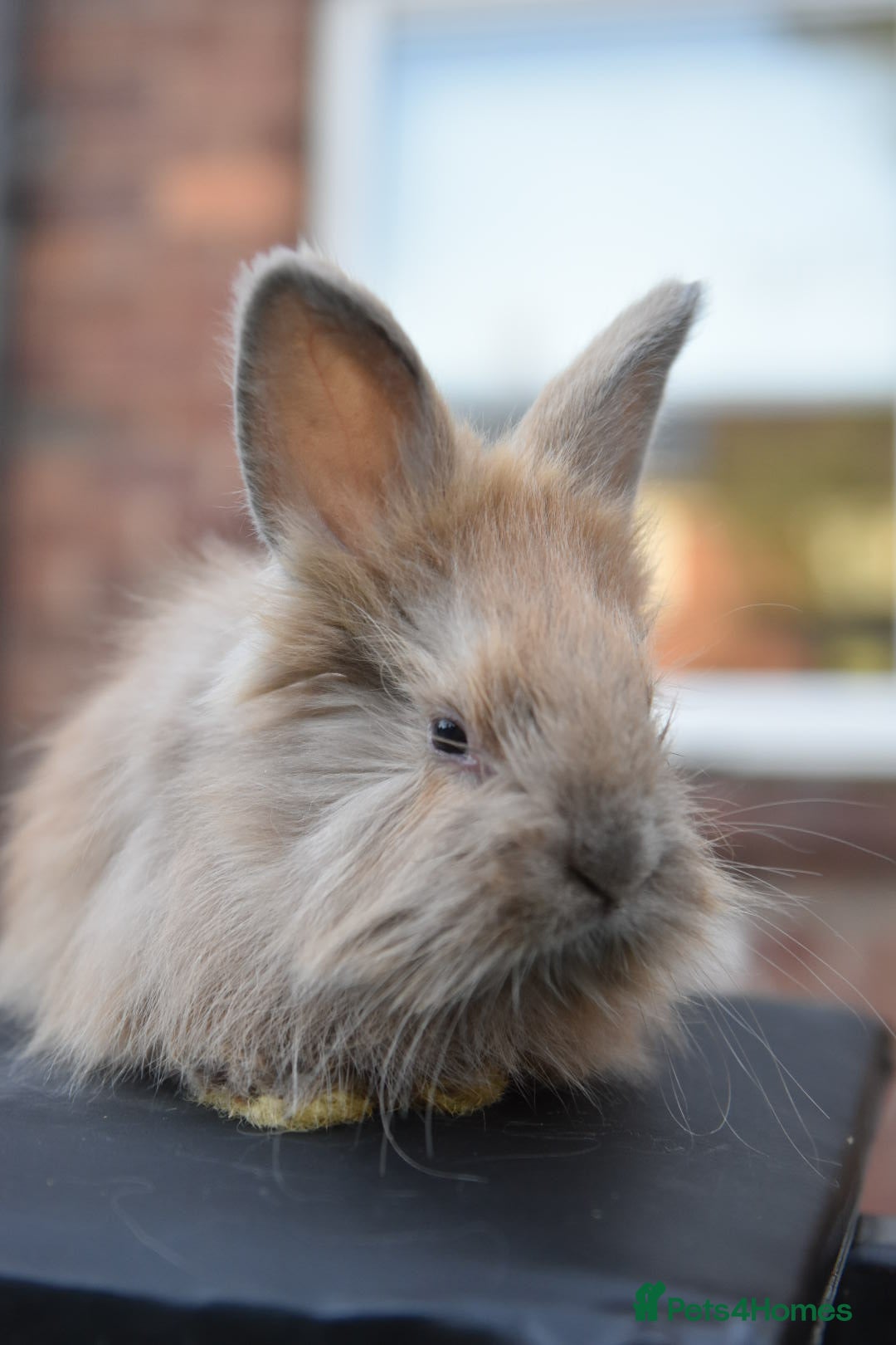 Angora rabbits for sale: French Imported Pedigree English Angoras - Advert 29