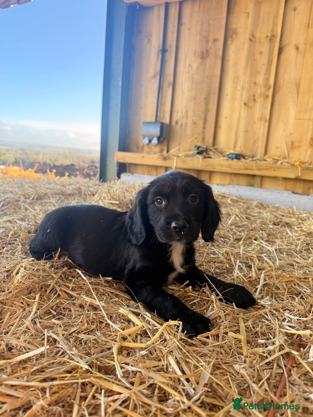 Cocker Spaniel dogs for sale: Working cockerspaniel puppies  - Advert 5
