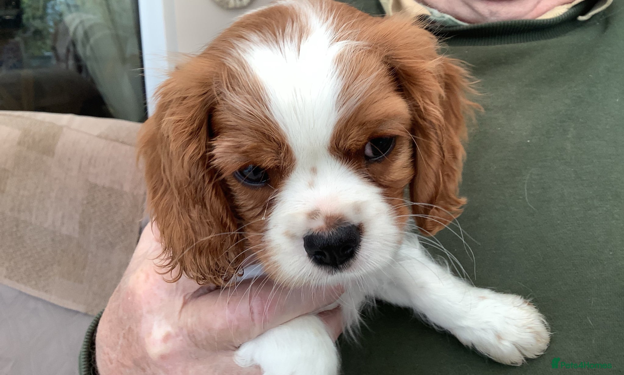 Cavalier King Charles Spaniel dogs Blenheim boy puppy - Advert 1