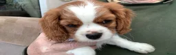 Cavalier King Charles Spaniel dogs for sale: Blenheim boy puppy - Advert 1