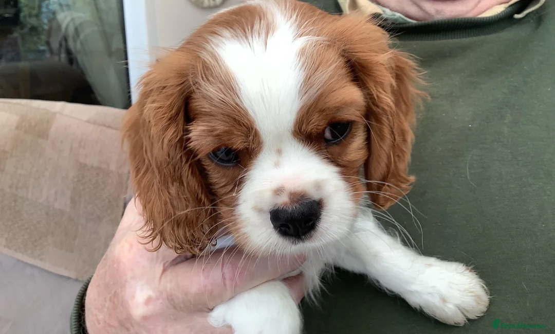 Cavalier King Charles Spaniel dogs for sale: Blenheim boy puppy - Advert 1