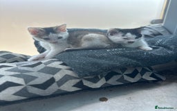 Mixed Breed cats for sale: 5 beautiful mixed breed kittens!! - Image 7