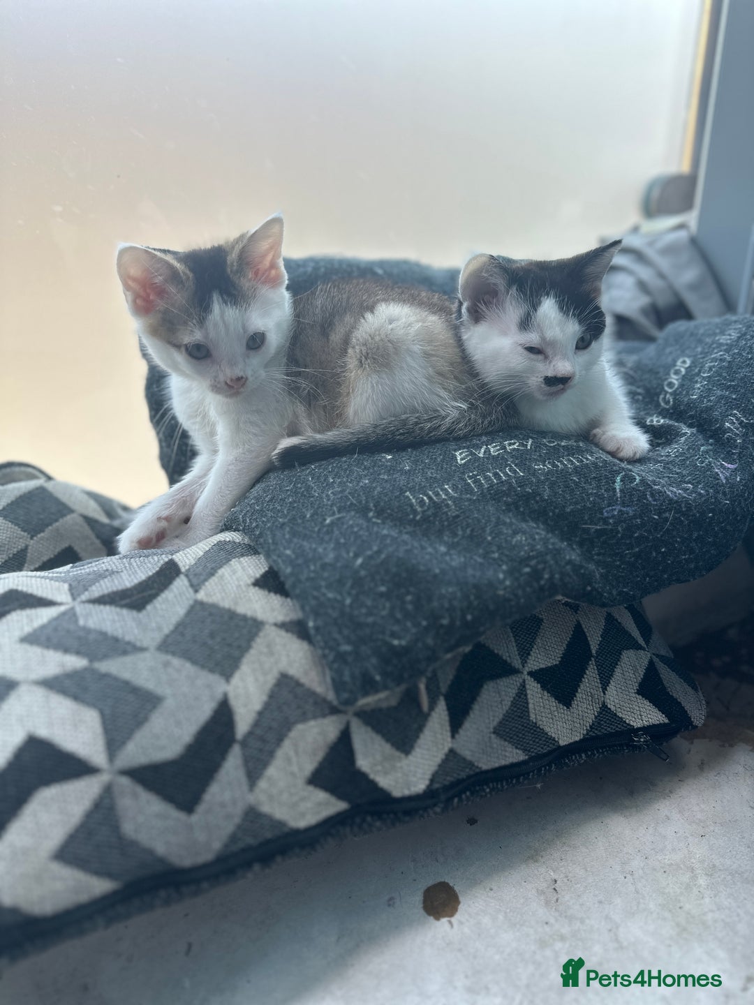 Mixed Breed cats for sale: 5 beautiful mixed breed kittens!! - Image 7