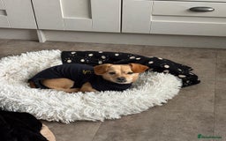 Mixed Breed dogs for adoption: Little Beea - Image 2