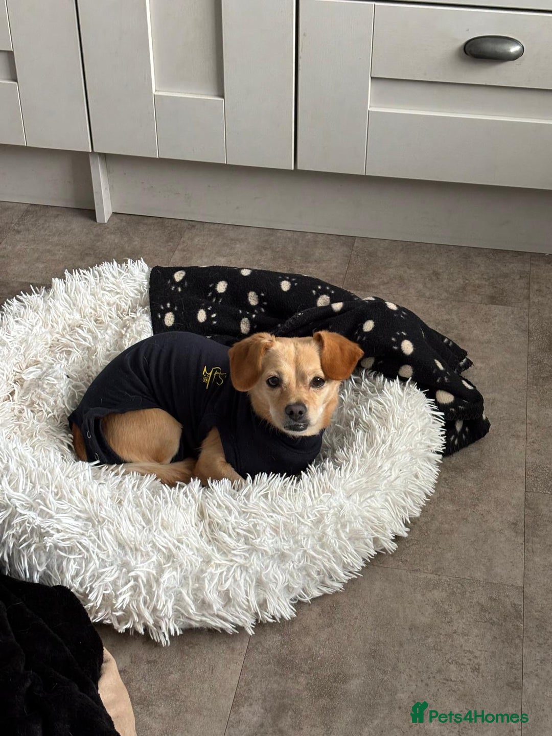 Mixed Breed dogs for adoption: Little Beea - Image 2