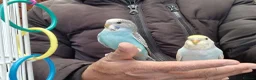 Budgerigars birds for sale: Super silly hand tamed budgies for sale  - Advert 10