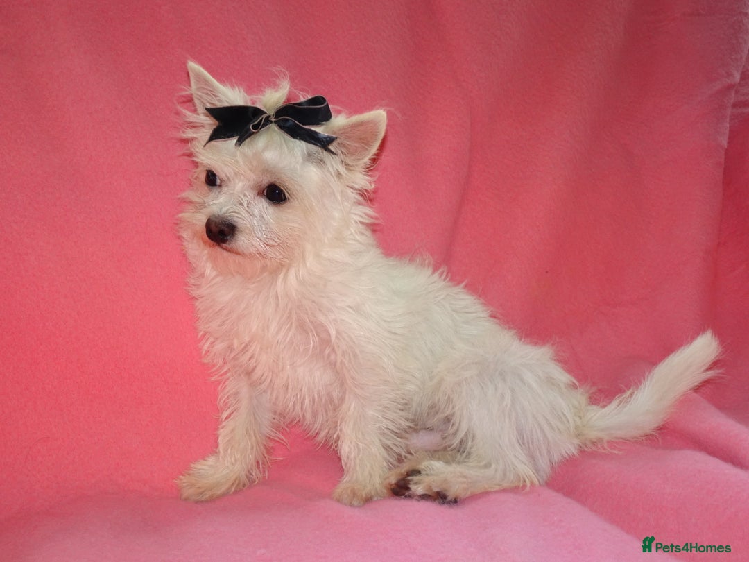Maltese dogs for sale: XXXXS Tiny Maltese X Chihuahua F1 Malchi Boy Puppy - Image 3