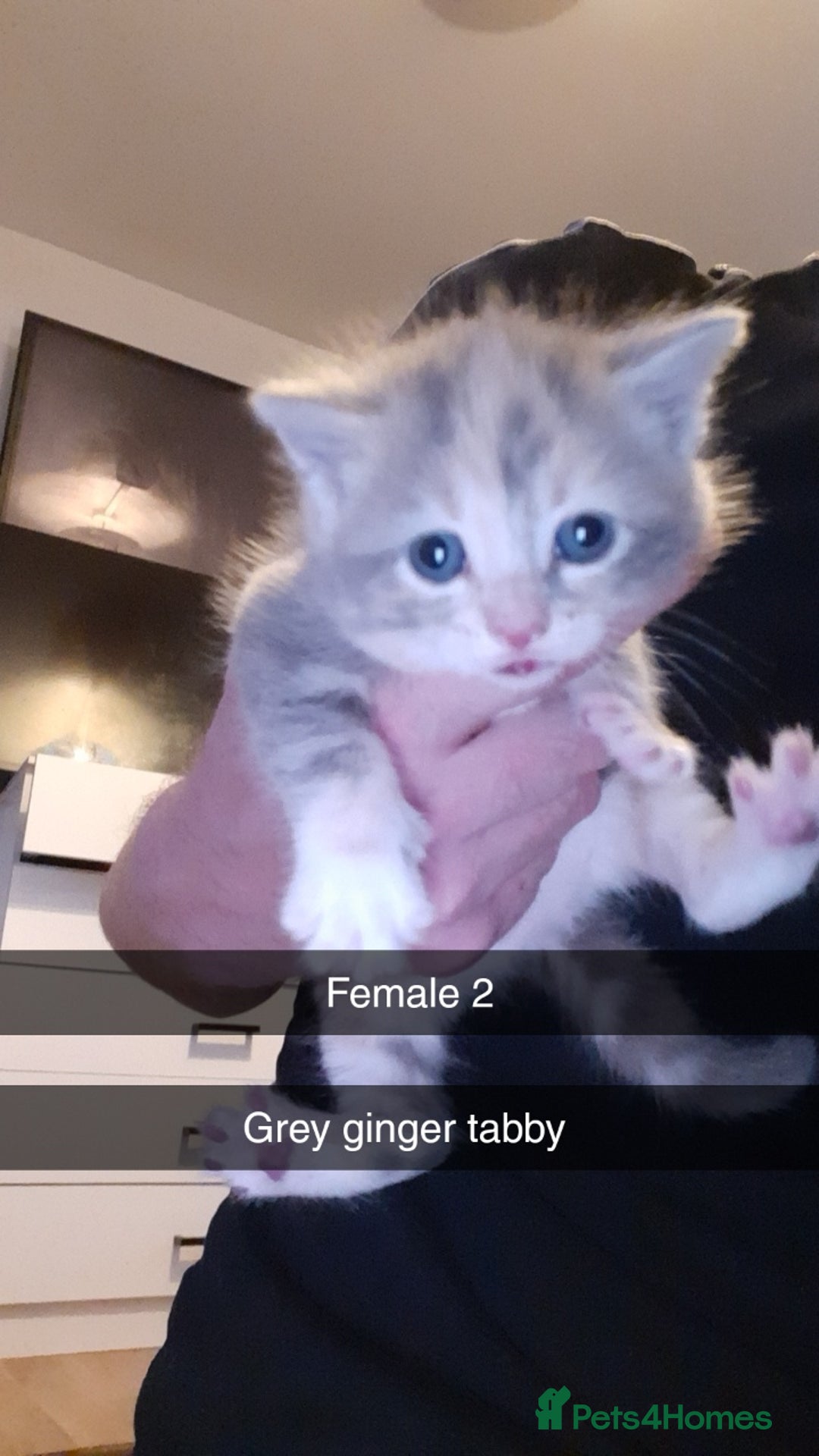 British Shorthair cats for sale: Beautiful litter of kittens  - Image 4