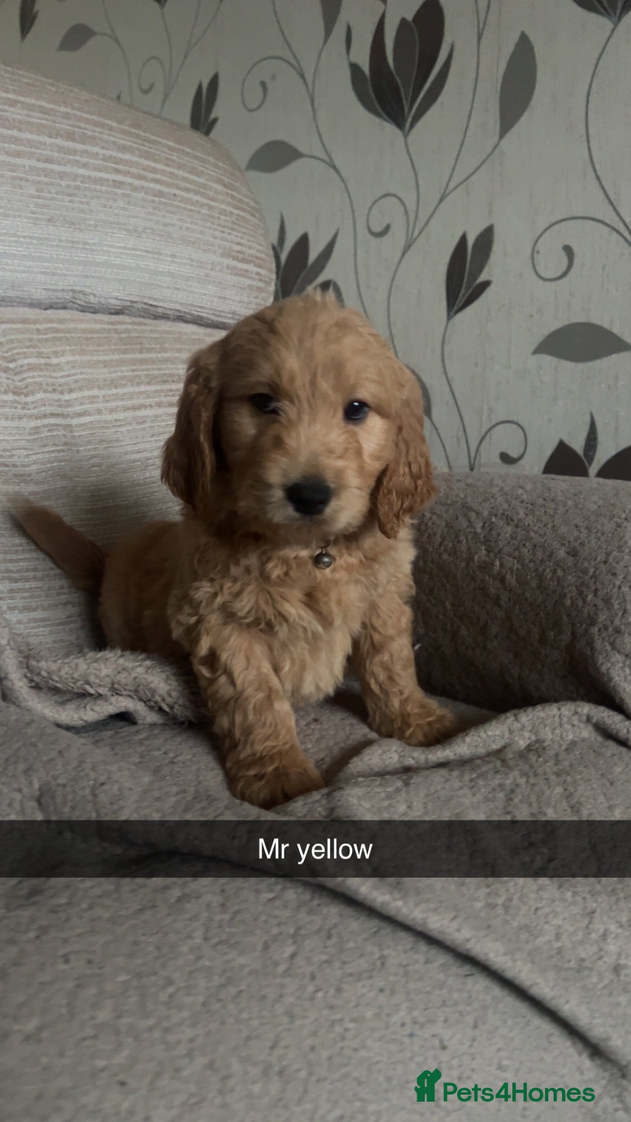 Goldendoodle dogs F1 golden doodle available to collect - Advert 3