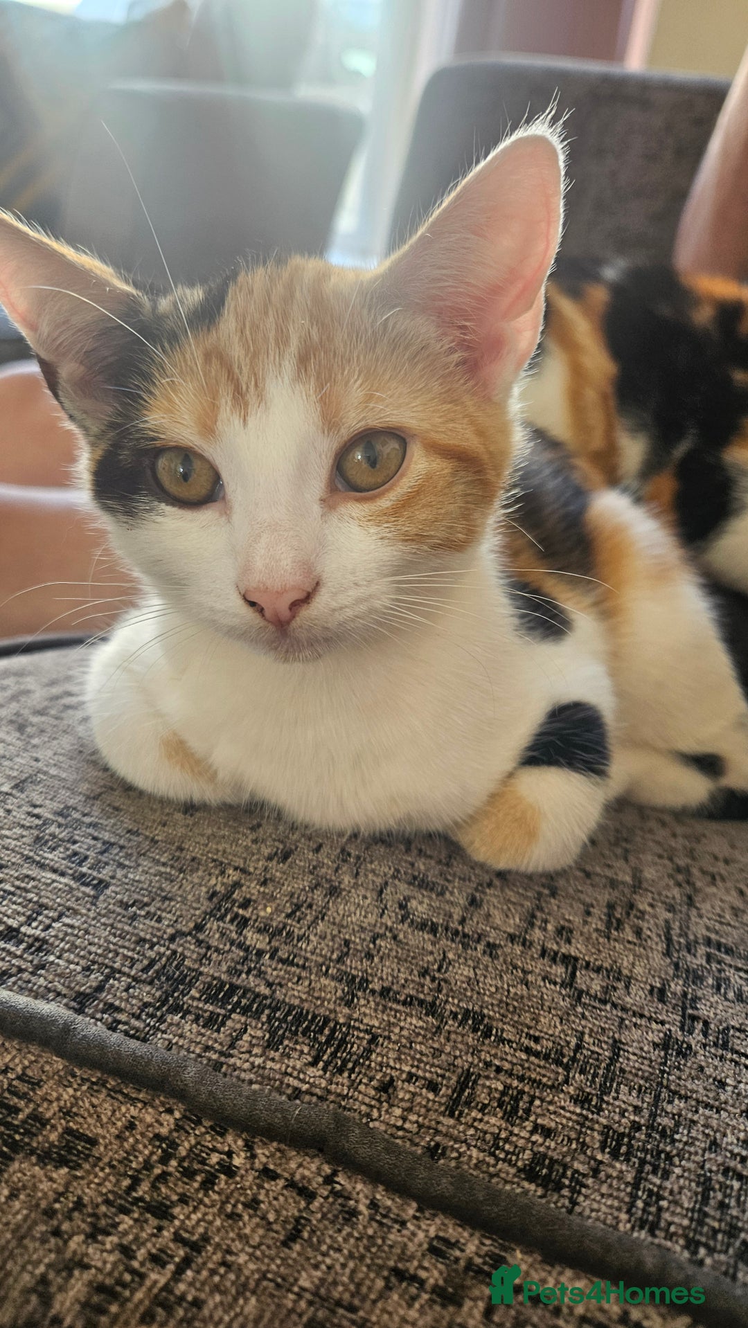 Mixed Breed cats for sale: 2 female kittens for sale  - Image 2