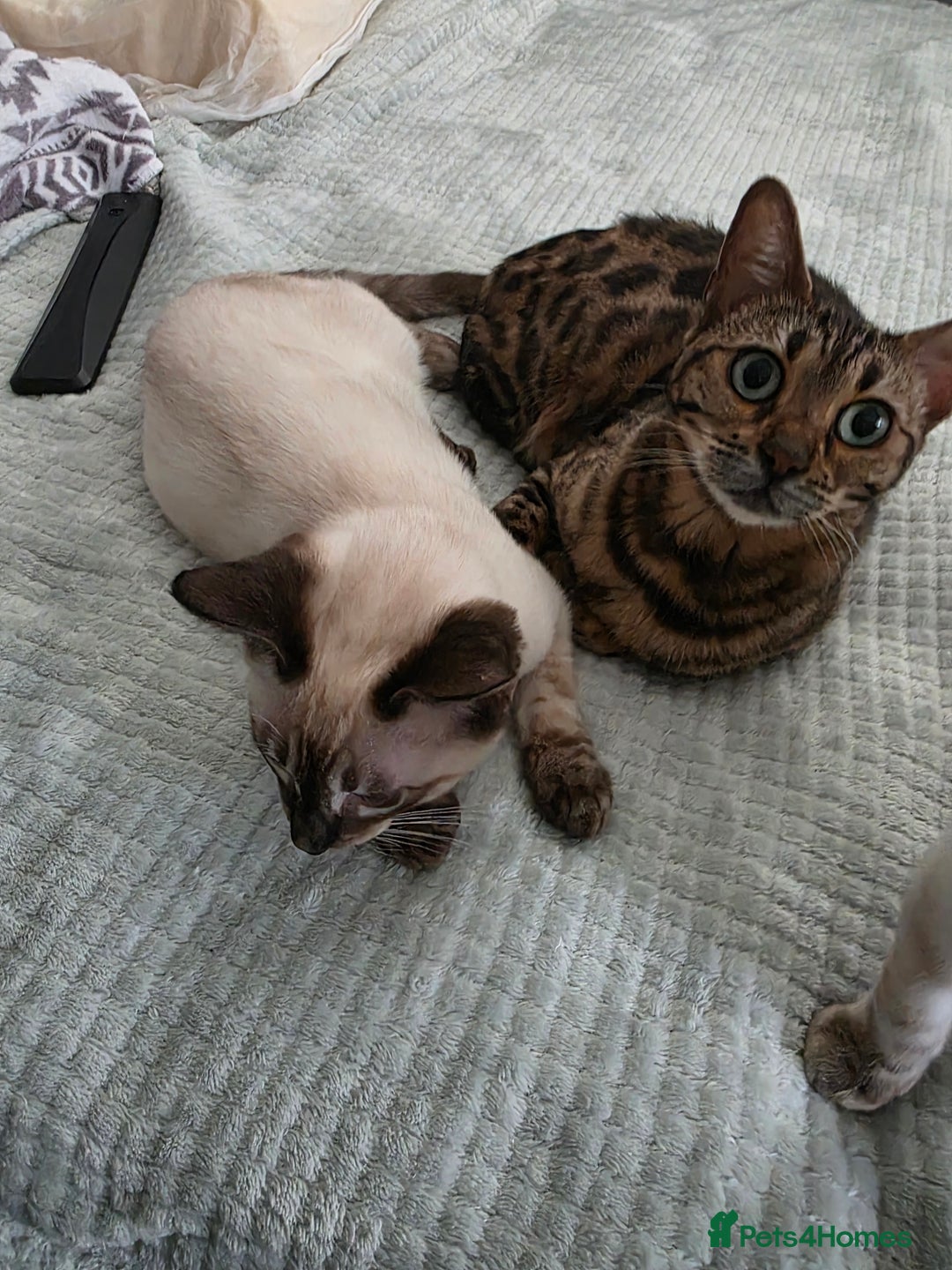 Bengal cats for sale:  CHAMPION LINE Top Quality Bengal -DNA Tested - Image 9
