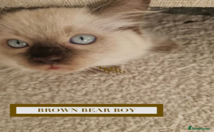 Munchkin cats - Advert 1