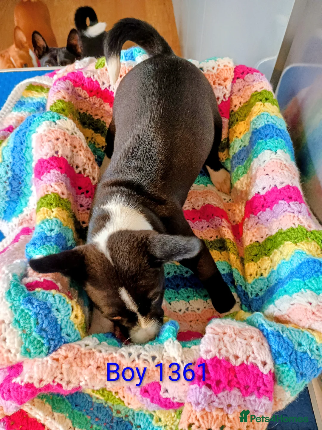 Basenji dogs for sale: Top quality lines pedigree Basenji pups.Ready now. - Advert 20