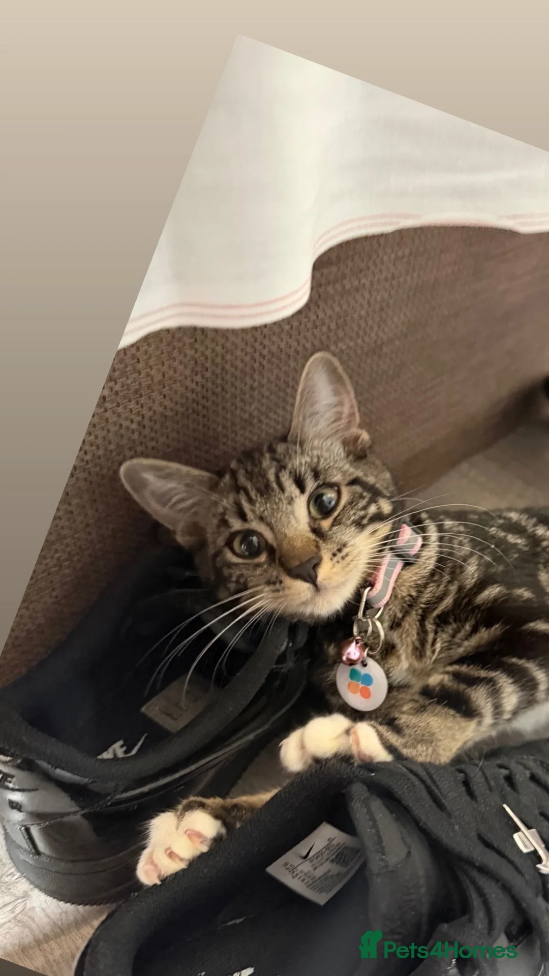 Mixed Breed cats for sale: 6 Beautiful Kittens Available in Brentford - Advert 2