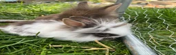 Lionhead rabbits for sale: Lionhead rabbits with starter pack in Ripley - Advert 5