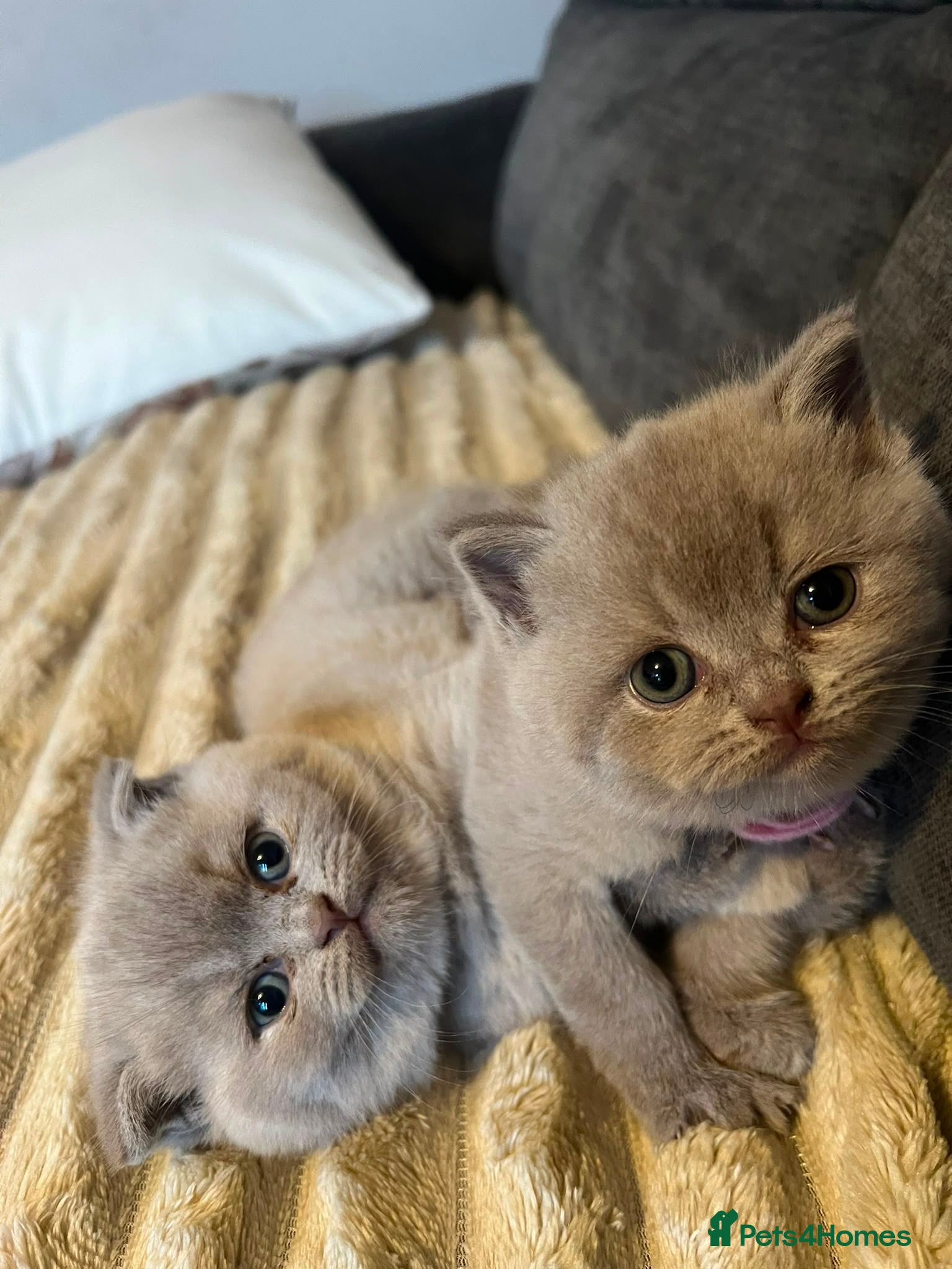 Scottish Fold cats Stunning Lilac Scottish Fold × BSH Kittens - Advert 2