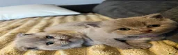 Scottish Fold cats for sale: Stunning Lilac Scottish Fold × BSH Kittens - Advert 2