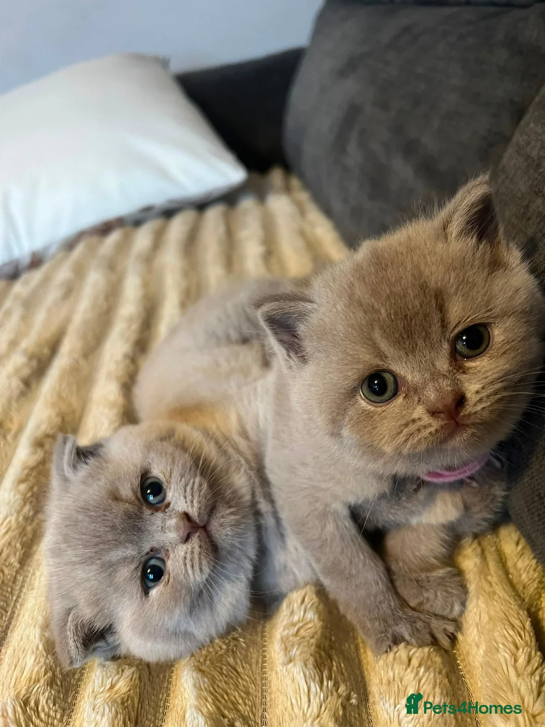 Scottish Fold cats for sale: Stunning Lilac Scottish Fold × BSH Kittens - Advert 2