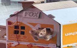 Mixed Breed cats for sale: Female Kitten - Image 7