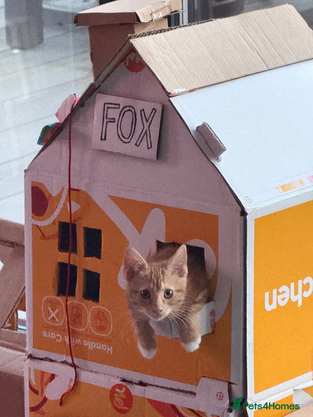 Mixed Breed cats for sale: Female Kitten - Image 7