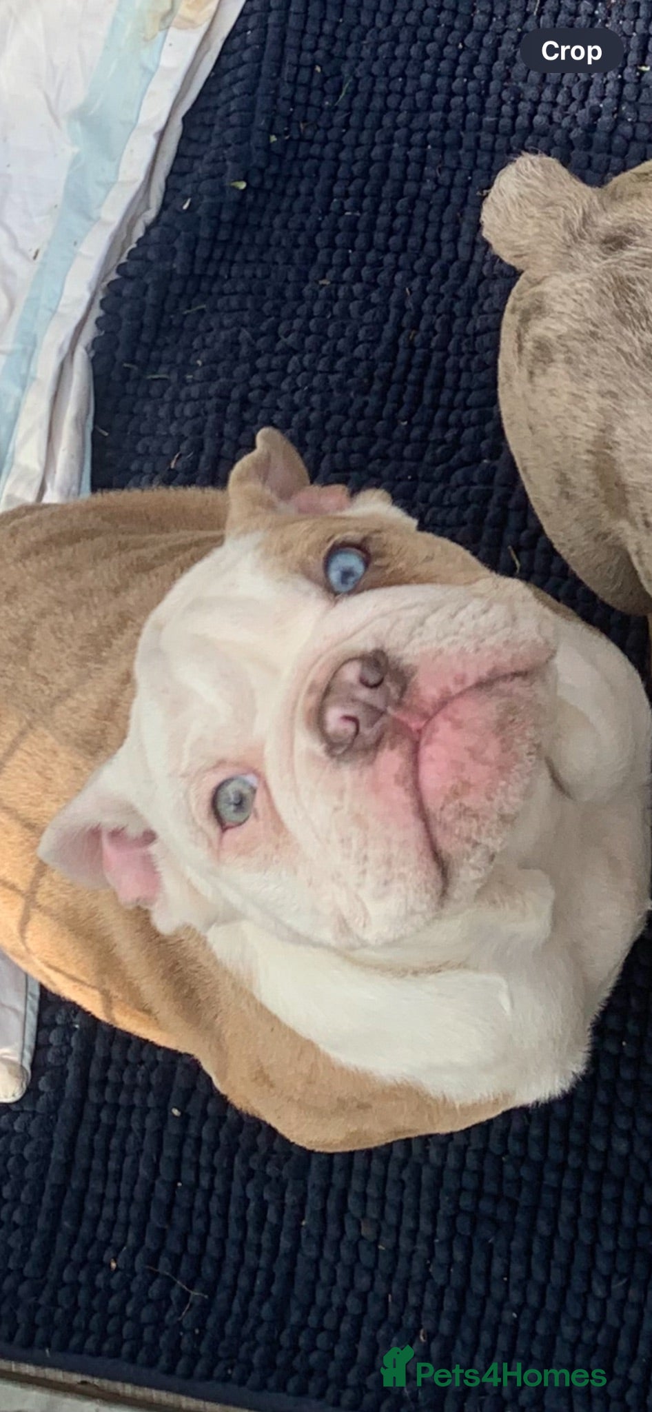 English Bulldog dogs September waiting list open  - Advert 2