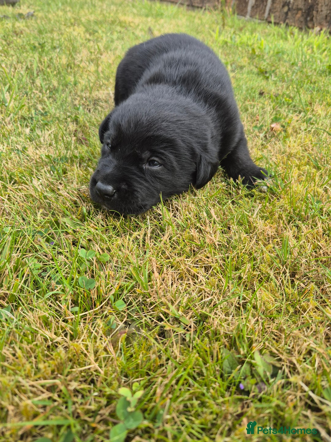 Labrador Retriever dogs for sale: Borador puppies! - Image 13