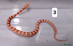 Corn Snake reptiles for sale: Corn Snake Hatchling's  - Image 1