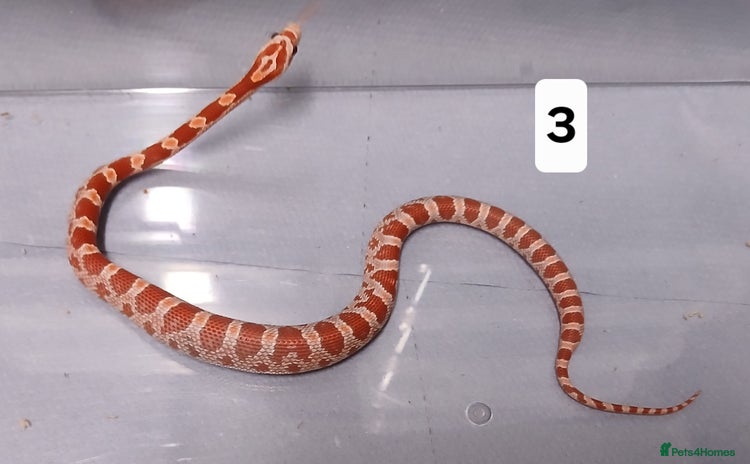 Corn Snake reptiles - Advert 4