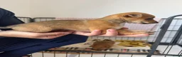 Mixed Breed dogs for sale: Norfolk terrier x Pomeranians - Advert 12
