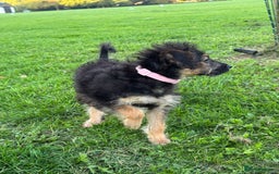 Cockapoo dogs for sale: Daisy  - Image 1