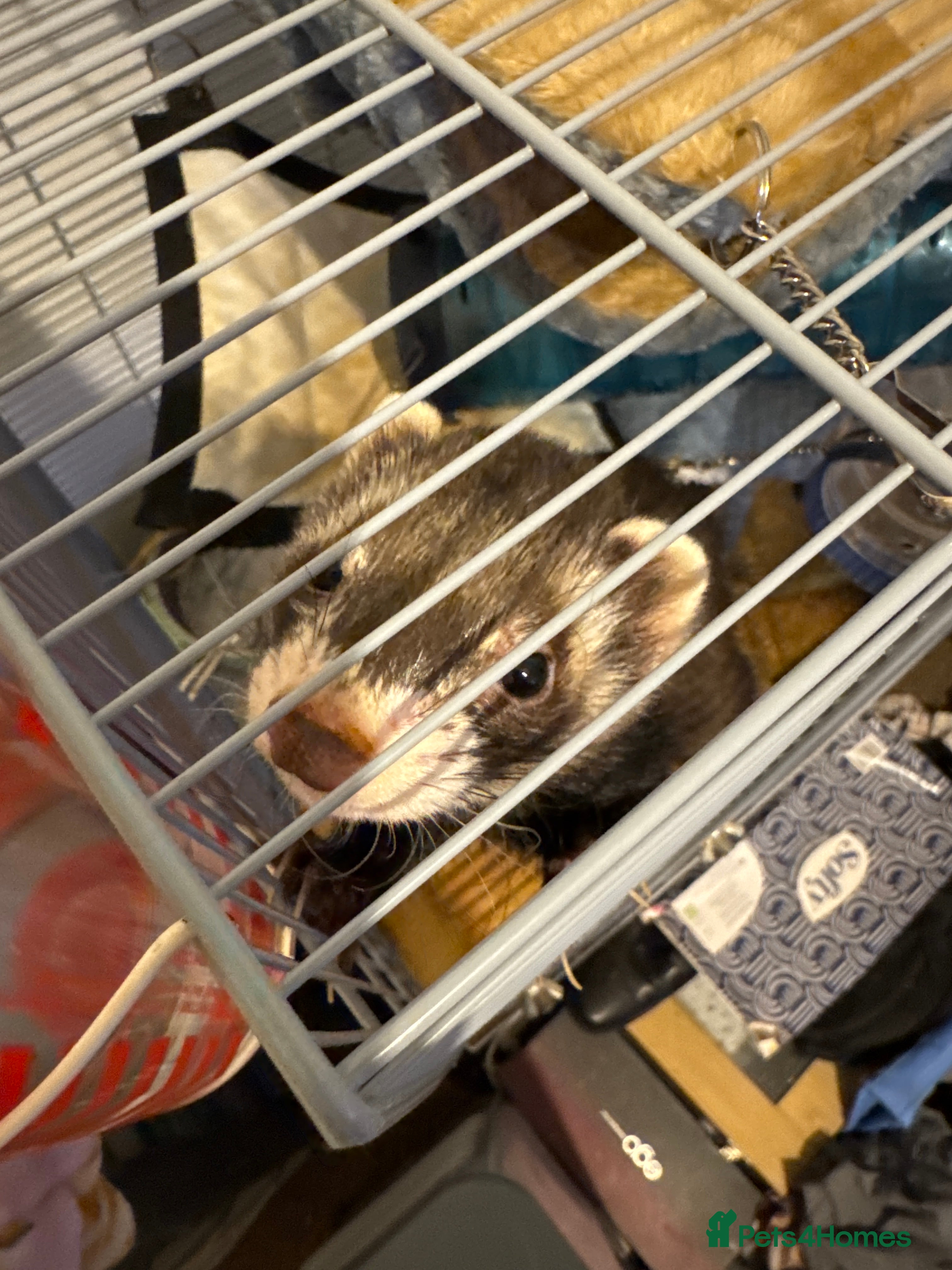 Ferret rodents Male ferret looking for new home - Advert 4