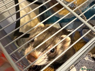 Ferret rodents Male ferret looking for new home - Advert 4