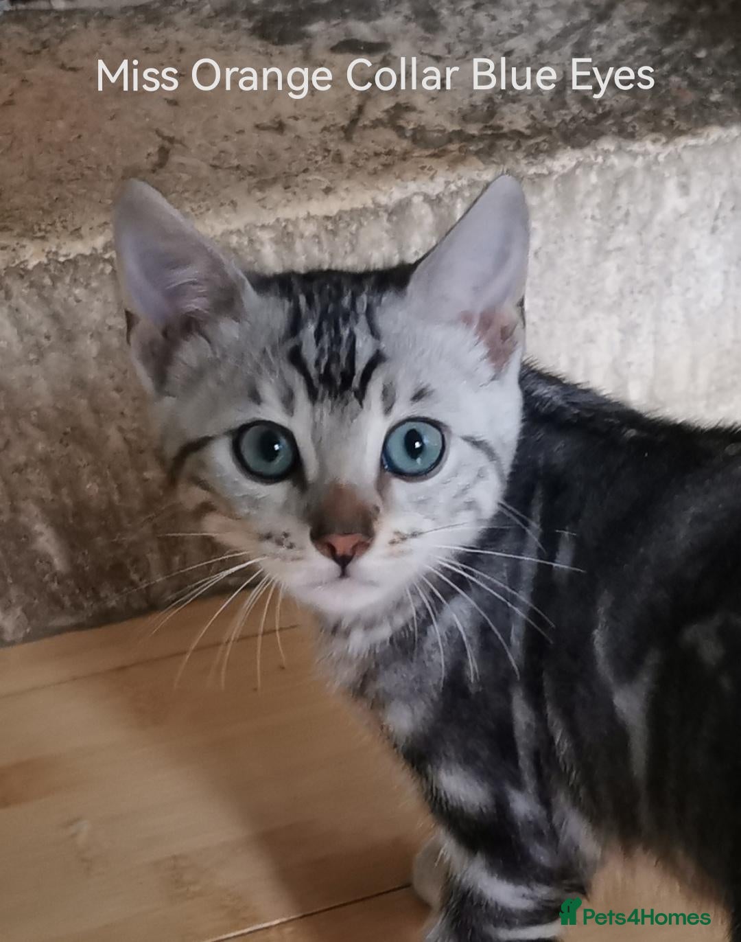 Bengal cats Beautiful Bengal Silver Marbled and Snow girls.  - Advert 2