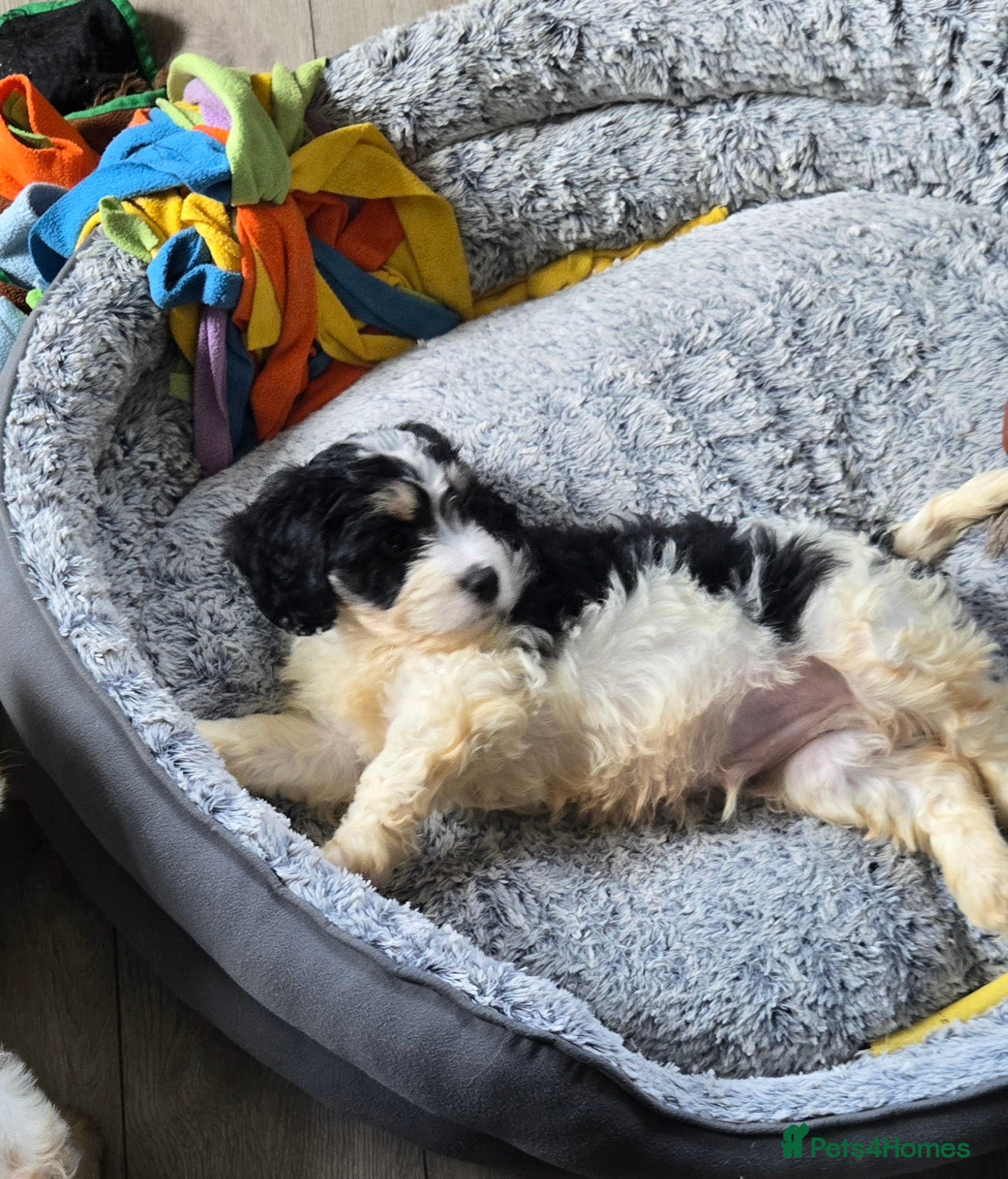 Cavachon dogs Gorgeous Cavachon puppies - Advert 2