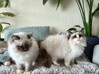Ragdoll cats 🐾 adorable ragdoll kittens for sale 🐾 - Advert 18