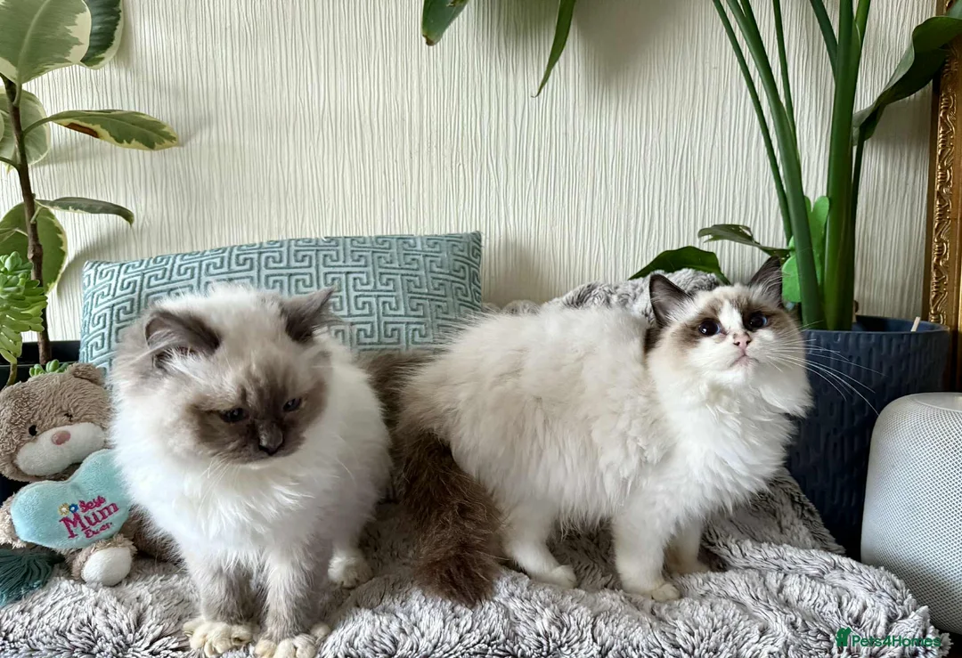 Ragdoll cats for sale: 🐾 adorable ragdoll kittens for sale 🐾  - Advert 3
