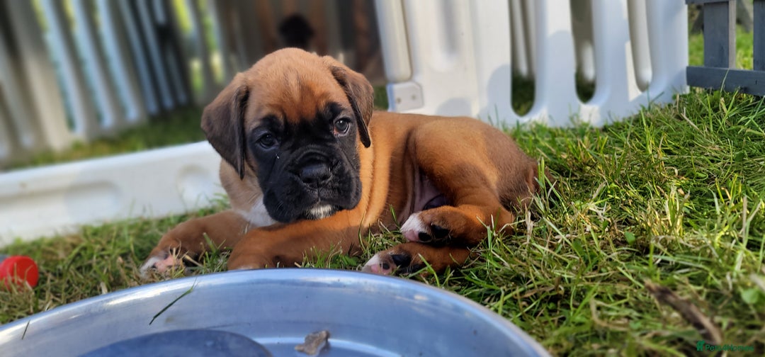 Boxer dogs for sale:   🐾 Champion Bloodline Boxer Puppies🐾 - Image 17