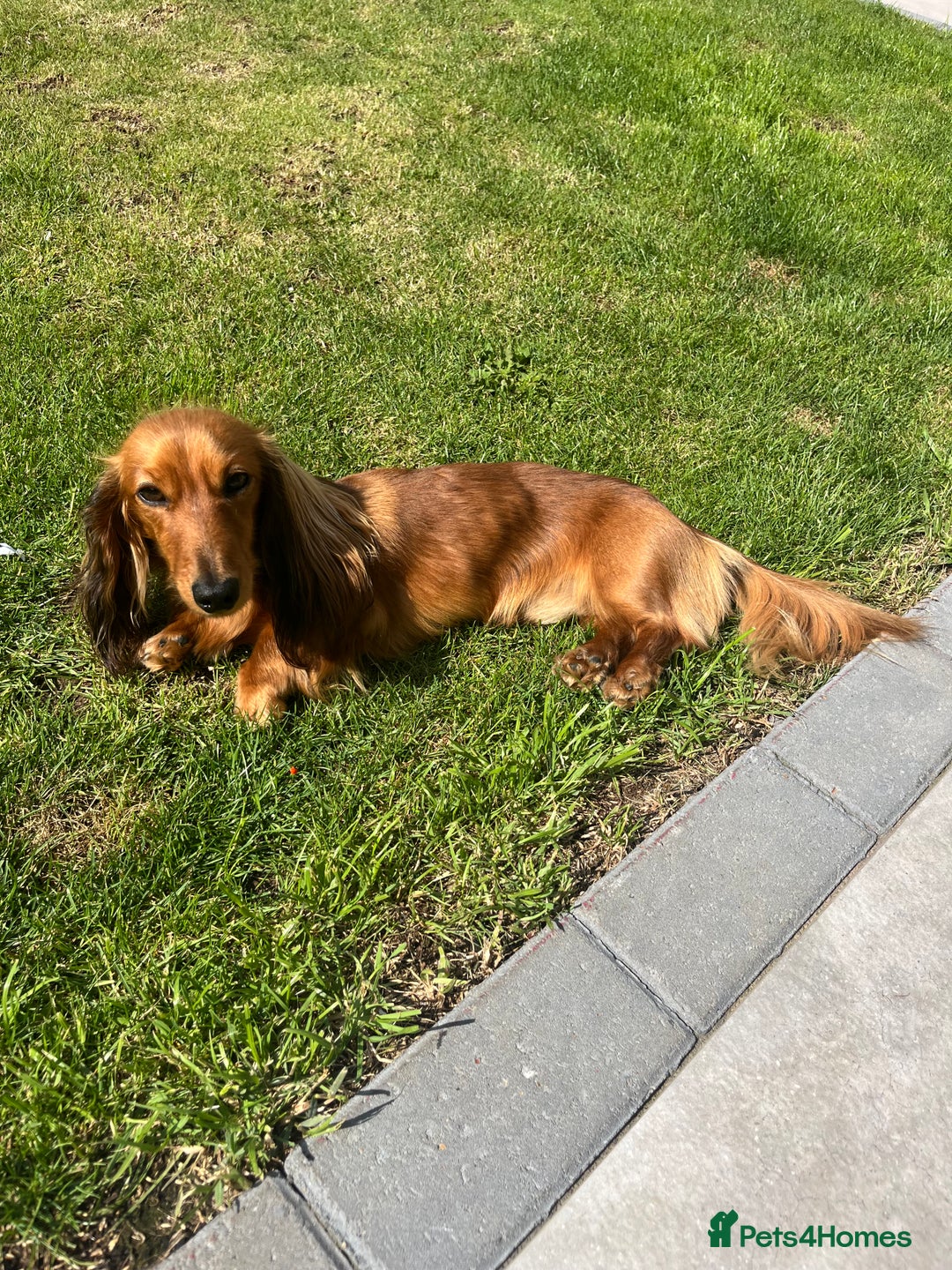 Miniature Dachshund dogs for stud: Miniature long haired dachshund boy  - Advert 5