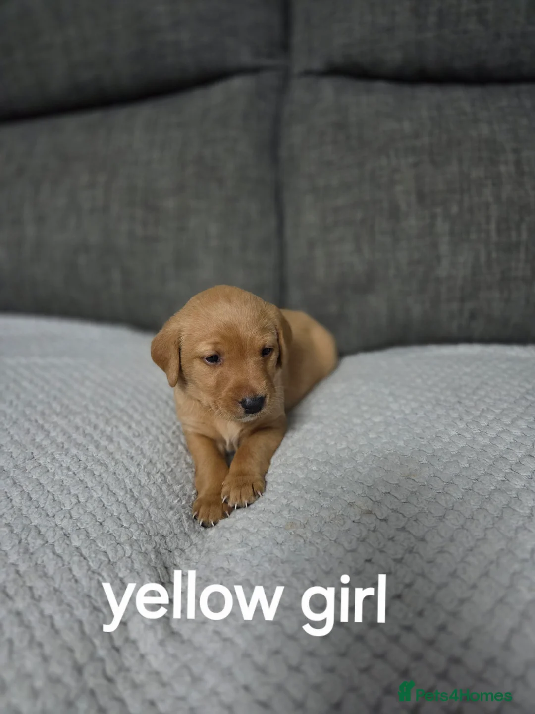 Labrador Retriever dogs for sale: Red fox labradors - Advert 6