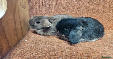 Mini Lop rabbits Pure mini lop Kits show lines . Vaccinated  - Advert 11