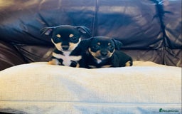 Jack Russell dogs for sale: Outstanding miniature Jack Russell puppies  - Image 3