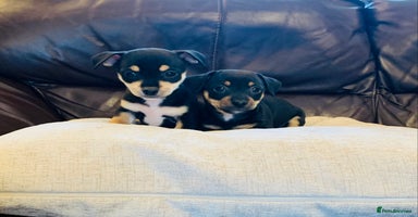 Jack Russell dogs - Advert 7