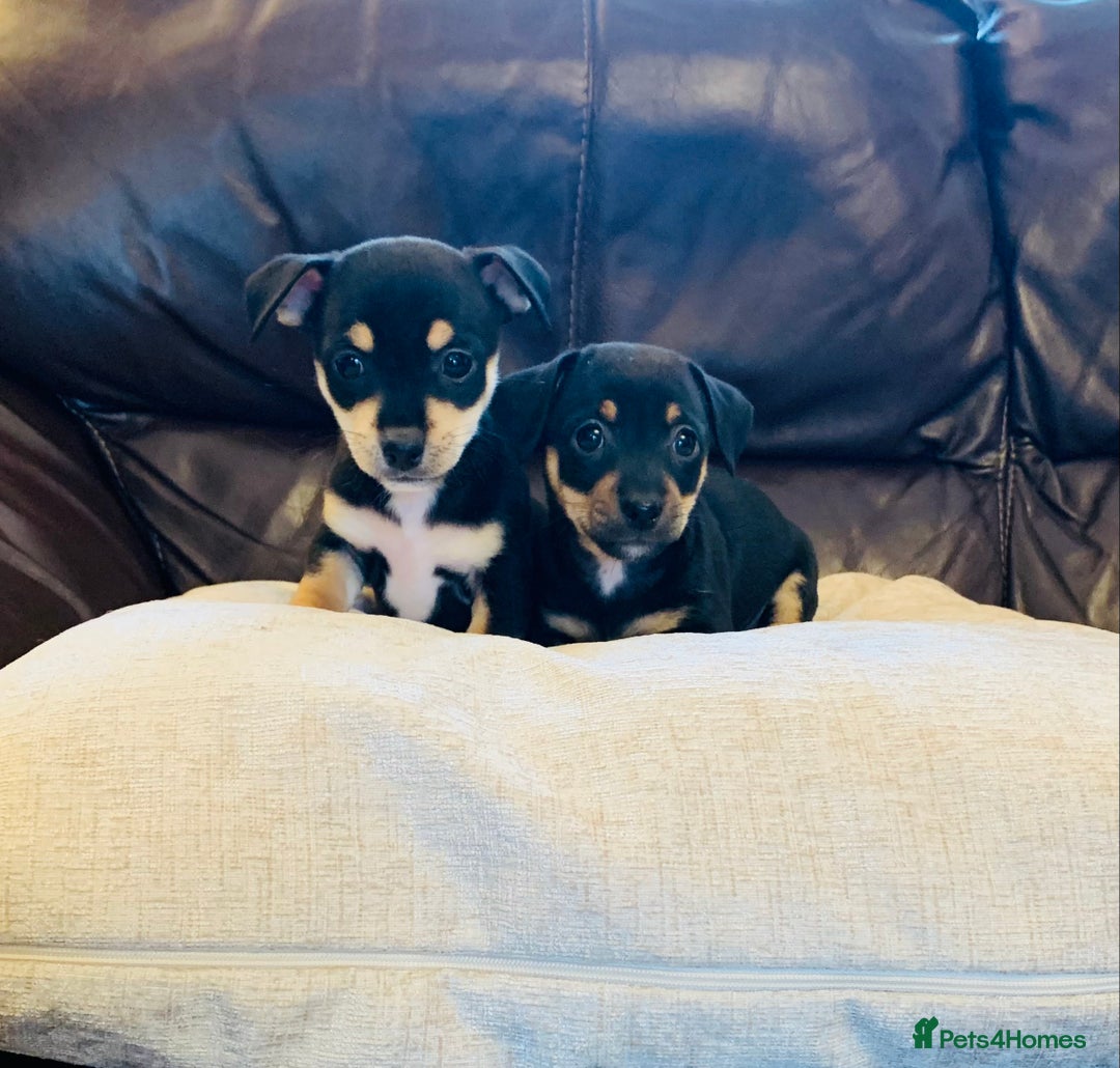 Jack Russell dogs for sale: Outstanding miniature Jack Russell puppies  - Image 3