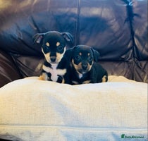 Jack Russell dogs - Advert 1