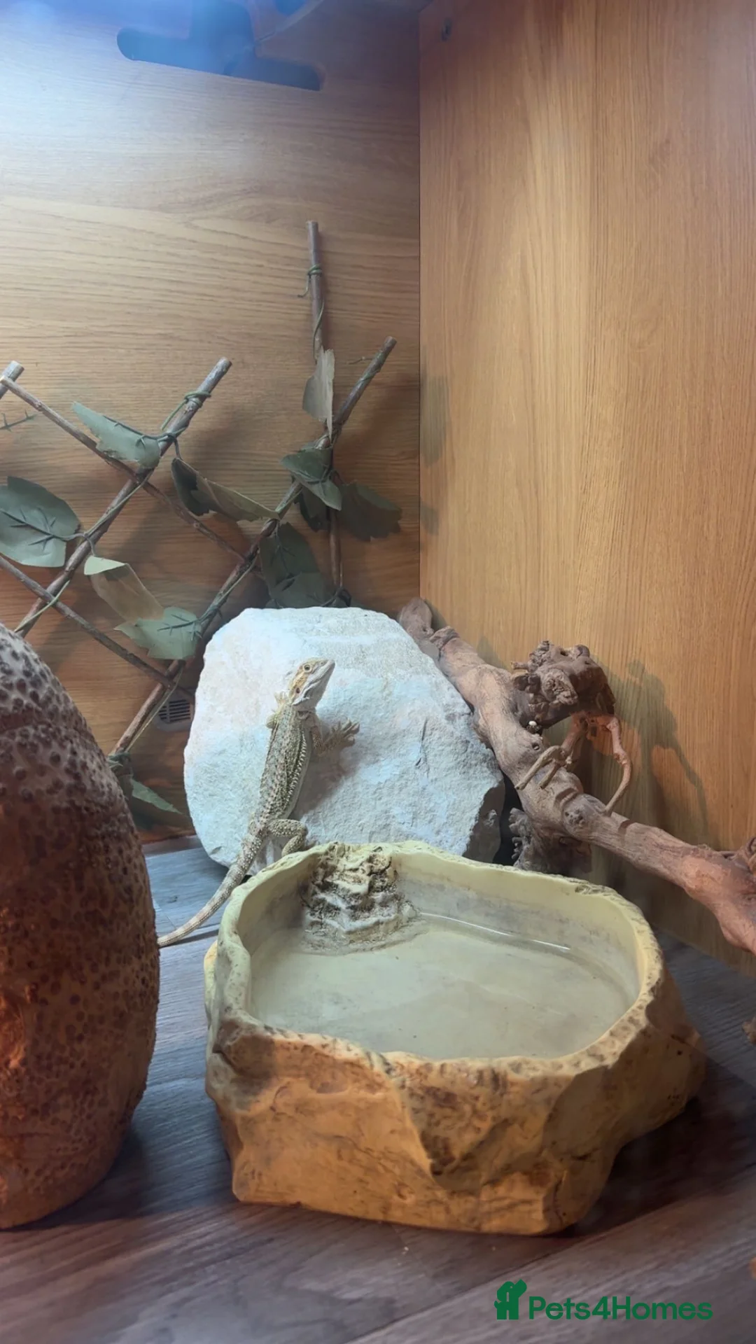 Bearded Dragon reptiles for sale: Bearded Dragon and Set up in Saint Austell - Advert 3